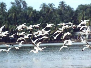 Kadalundi Bird Sanctuary