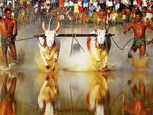 Maramadi Bull Race