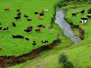 Indo Swiss Dairy Farm