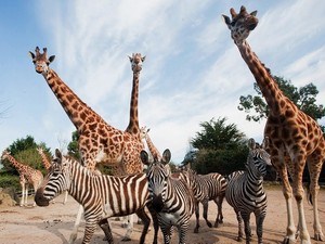 National Zoological Garden Of Srilanka