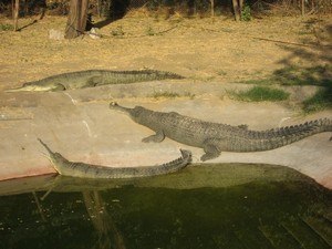 Jaipur Zoo