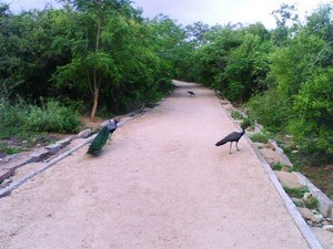 KBR National Park