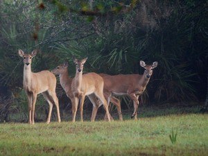 Hastinapur Wildlife Sanctuary
