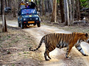 Turiya Jeep Safari