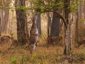 Saleghat / Khubala Jeep Safari