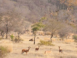 jungle safari near bhopal