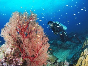 Scuba Diving & Snorkeling - Neil Island