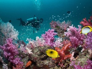 Scuba Diving - Marine National Park