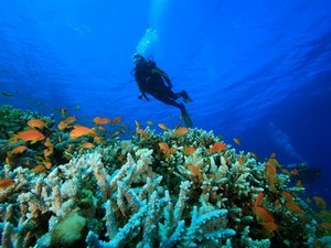 Scuba Diving & Snorkeling - Havelock Island