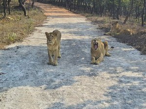 Rajgir Wildlife Safari