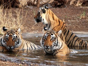 Enlarge Image tourist places near agra within 500 kms