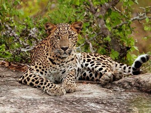 Yala National Park Tour Packages