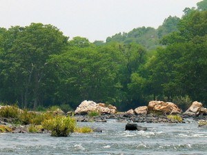 Muthathi Forest