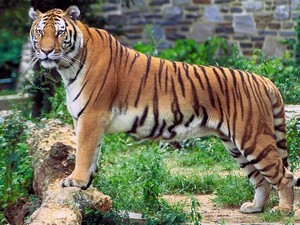 Kalakkad Mundanthurai Tiger Reserve, Near Tirunelveli