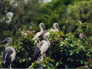 Karnala Bird Sanctuary