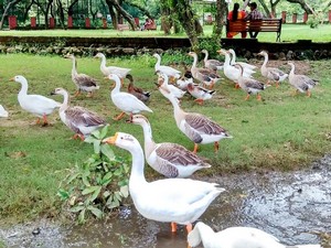Manda Zoo Park