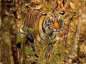 jungle safari near bhopal