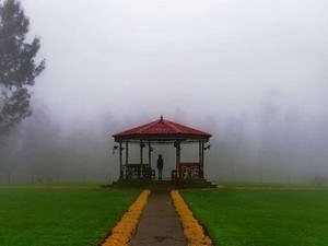 Tea Park