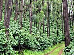 Coffee Plantation Tour
