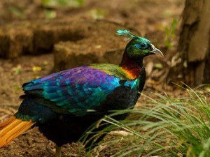 Manali Wildlife Sanctuary