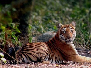 Annamalai Tiger Reserve