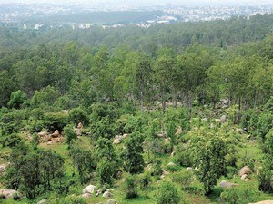 Turahalli Forest Turahalli Forest