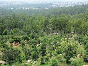 Turahalli Forest