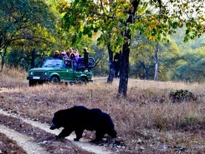 madai safari booking Churna Full Day Jeep Safari