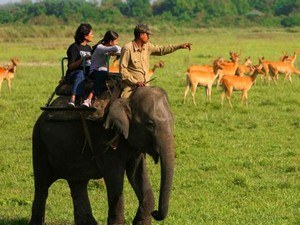 Madhai Elephant Safari