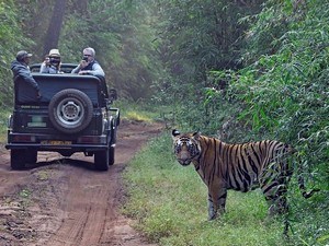 madai safari booking Madhai Jeep Safari
