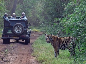 Madhai Jeep Safari