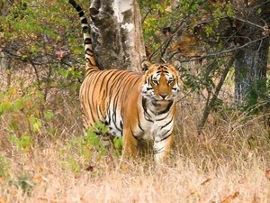 jungle safari near bhopal