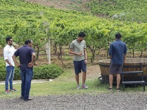 Grover Zampa Vineyards
