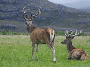 Dachigam National Park