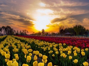 Indira Gandhi Memorial Tulip Garden