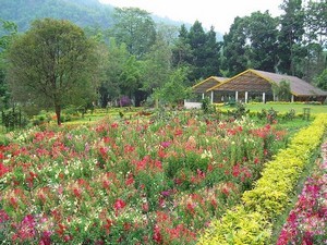 Saramsa Garden