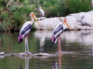 Ranganathittu Bird Sanctuary