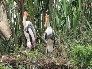 Kokkare Bellur Bird Sanctuary, Near Mysore