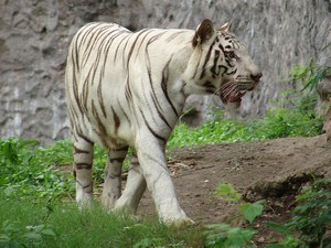 Rajiv Gandhi Zoological Park / Katraj Snake Park