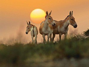 Indian Wild Ass Sanctuary - Little Rann Of Kutch