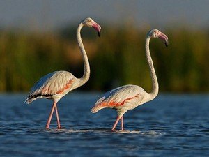 Kutch Desert Wildlife Sanctuary