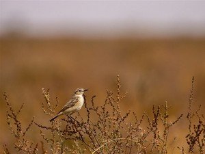 Banni Grassland Reserve