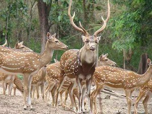 Mrig Vihar Zoo / Deer Park