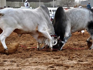 Bull Butting / Bull Fighting