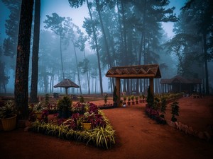Araku Pinery