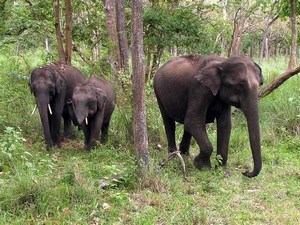 Mudumalai Wildlife Sanctuary, Near Ooty
