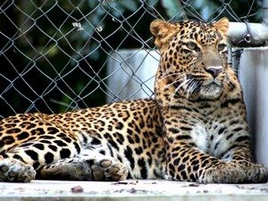 Allen Forest Zoo / Kanpur Zoo