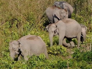 Manas National Park