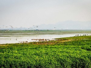 Deepor Beel / Dipor Bil Bird Sanctuary