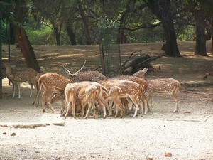 Deer Park